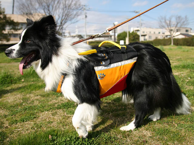 underdogpic1.JPG