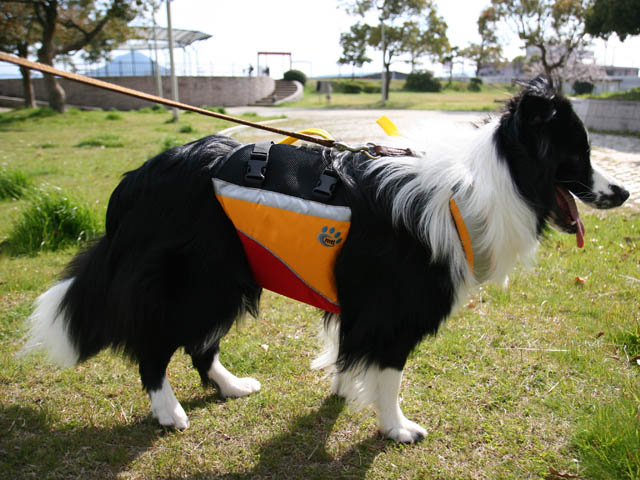 underdogpic2.JPG