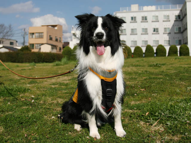 underdogpic3.JPG